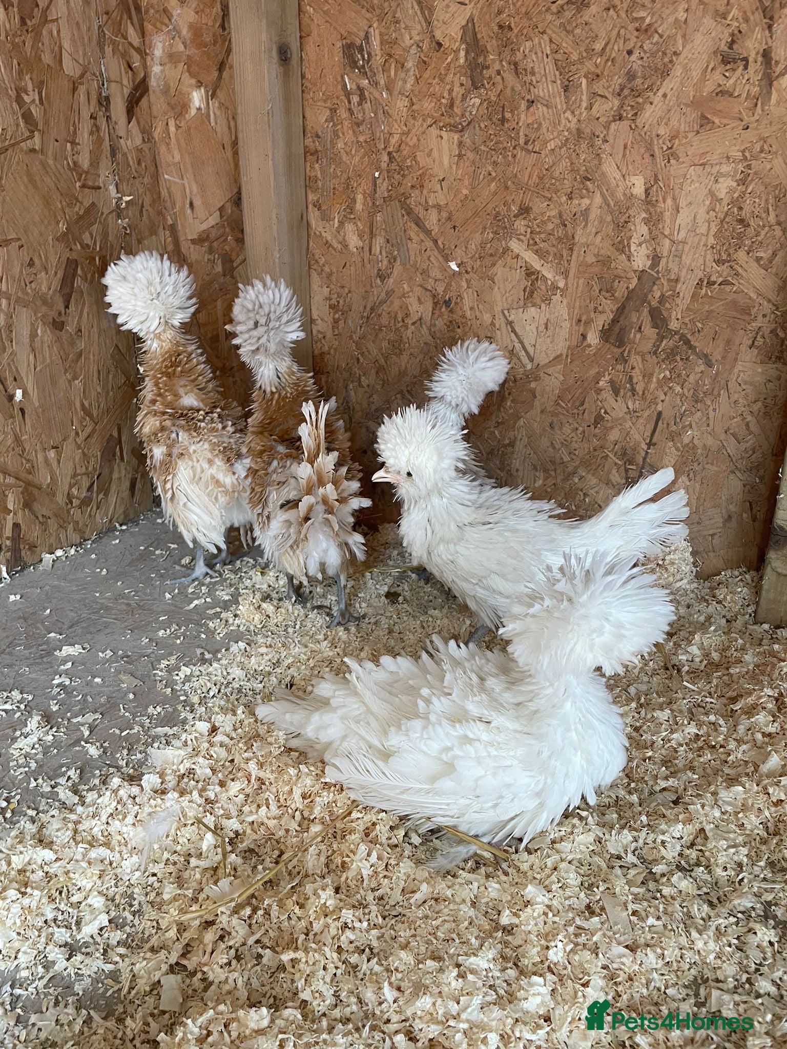 Chickens poultry Silkie and polish chicks  - Advert 18