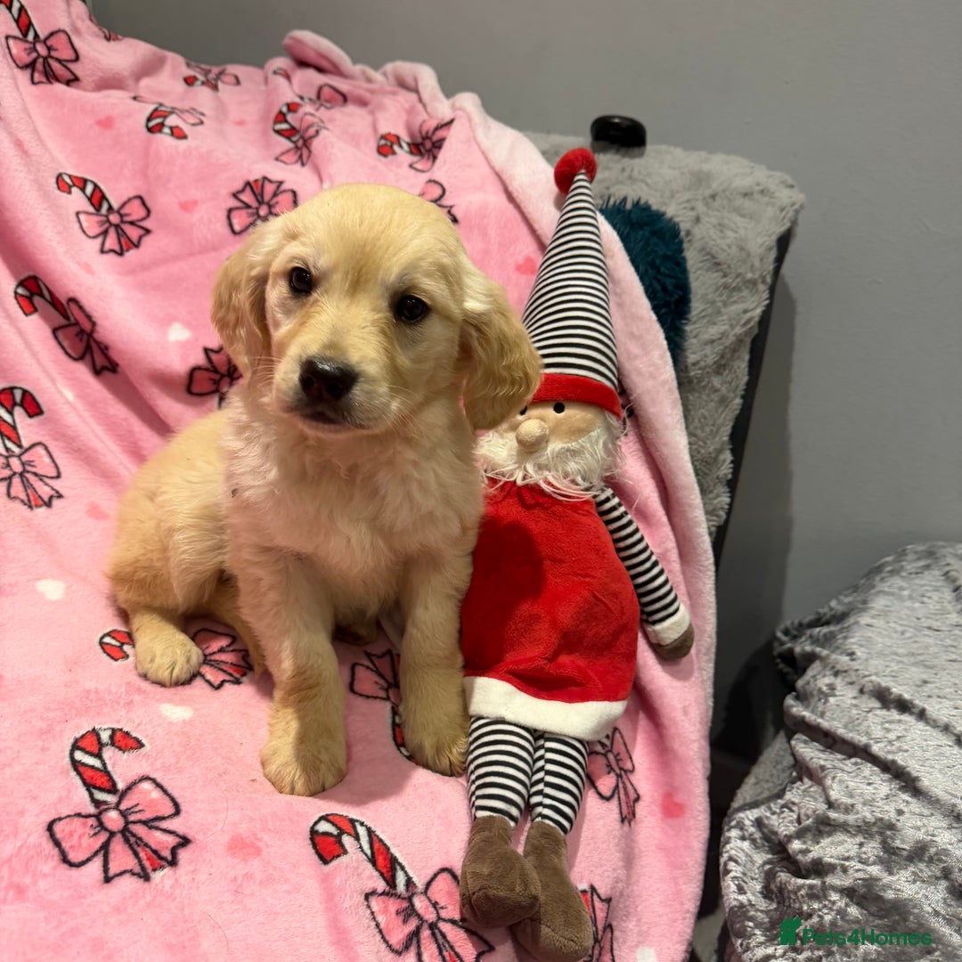 Golden Retriever dogs for sale: Stunning golden retriever pups  - Advert 2