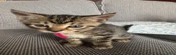 Mixed Breed cats for sale: Adorable Kittens Looking for Their Forever Home - Advert 13