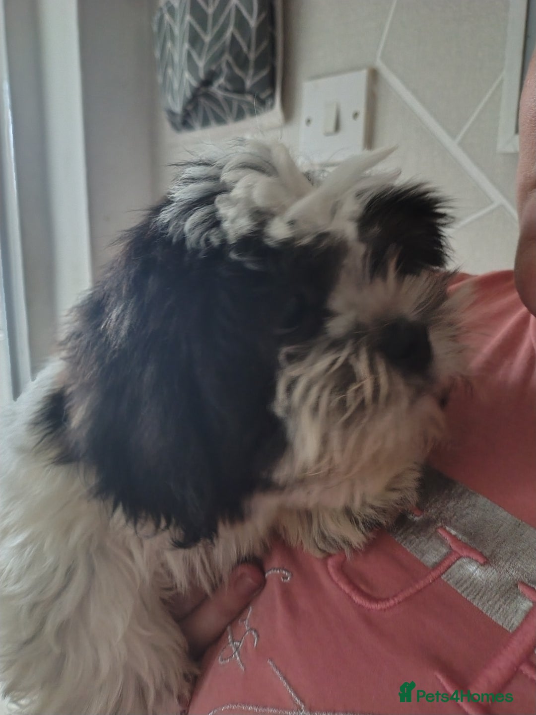 Zuchon dogs for sale: Shichon/zuchon puppies for sale  - Image 3