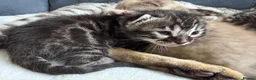 Bengal cats for sale: Bengal Kittens For Sale (6 Left) - Advert 19