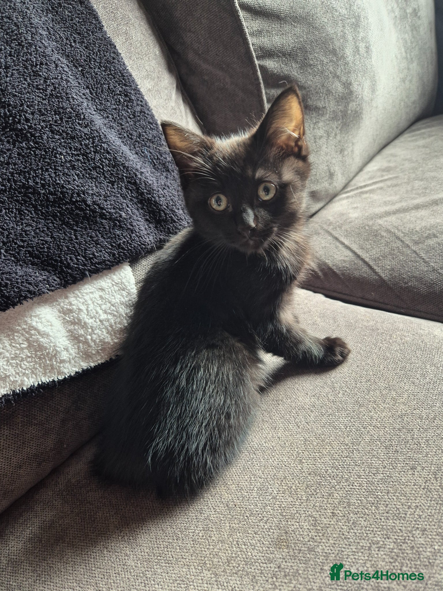 Mixed Breed cats Ragdoll cross boys  - Advert 24