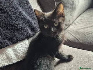 Mixed Breed cats Ragdoll cross boys - Advert 24