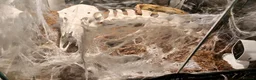 Tarantulas invertebrates for sale: 4x female adult large tarantulas  - Advert 2