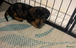Dachshund dogs for sale: Mini dachshund puppies  - Image 7