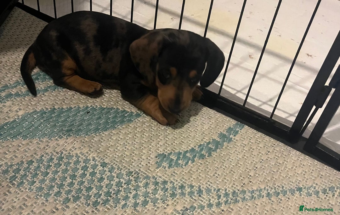 Dachshund dogs for sale: Mini dachshund puppies  - Image 7
