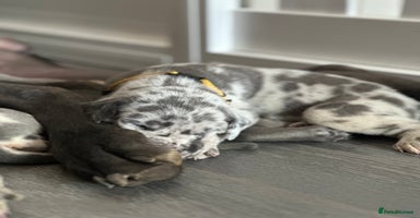 Great Dane dogs - Advert 3