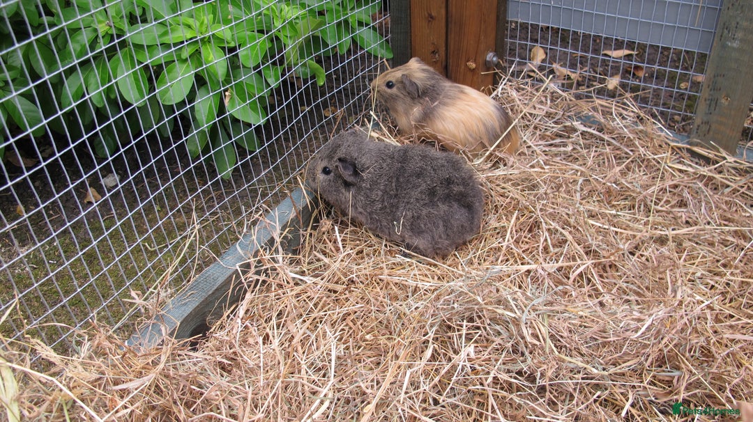 Guinea Pig rodents for sale: beautiful male guinea pigs - Image 4
