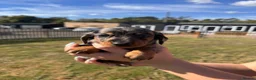 Miniature Dachshund dogs for sale: Miniture Dashunds for sale  in Maidstone - Advert 8
