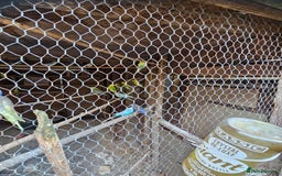 Budgerigars birds for sale: Budgies for sale - Image 1