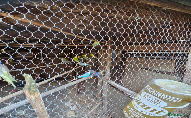 Budgerigars birds - Advert 1