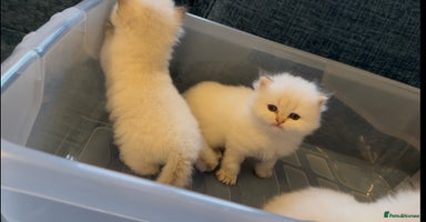 British Longhair cats - Advert 4