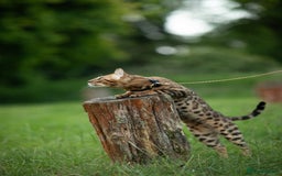 Bengal cats for stud: Proven Bengal stud TICA and GCCF registered  in Ipswich - Image 6
