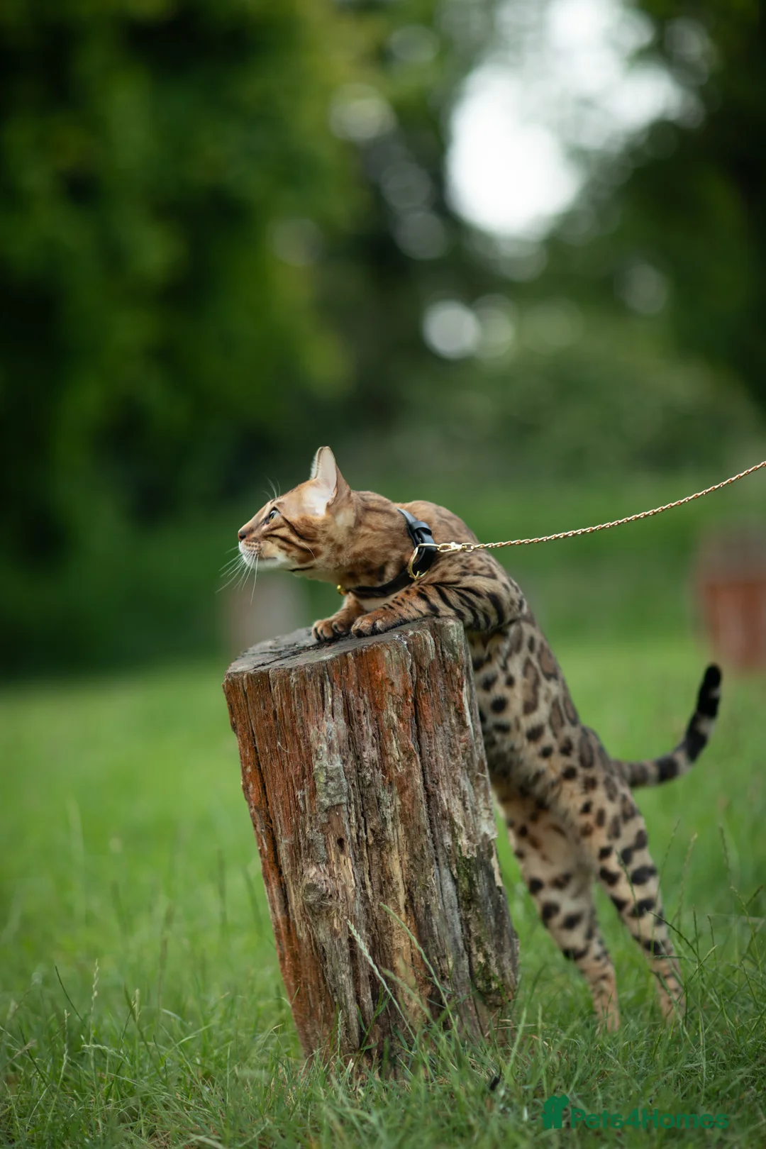Bengal cats for stud: Proven Bengal stud TICA and GCCF registered  in Ipswich - Advert 5