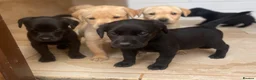 Labrador Retriever dogs for sale: Health Tested Working Labrador Puppies - Advert 7