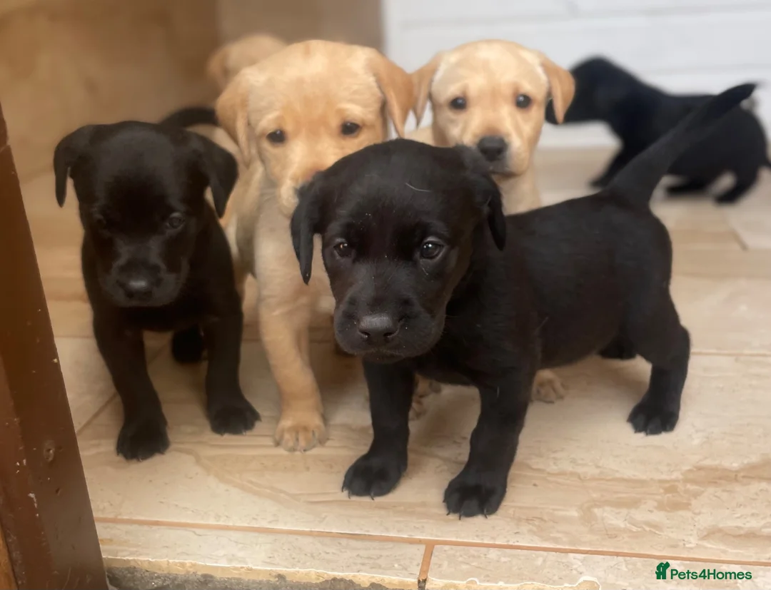 Labrador Retriever dogs for sale: Health Tested Working Labrador Puppies - Advert 7