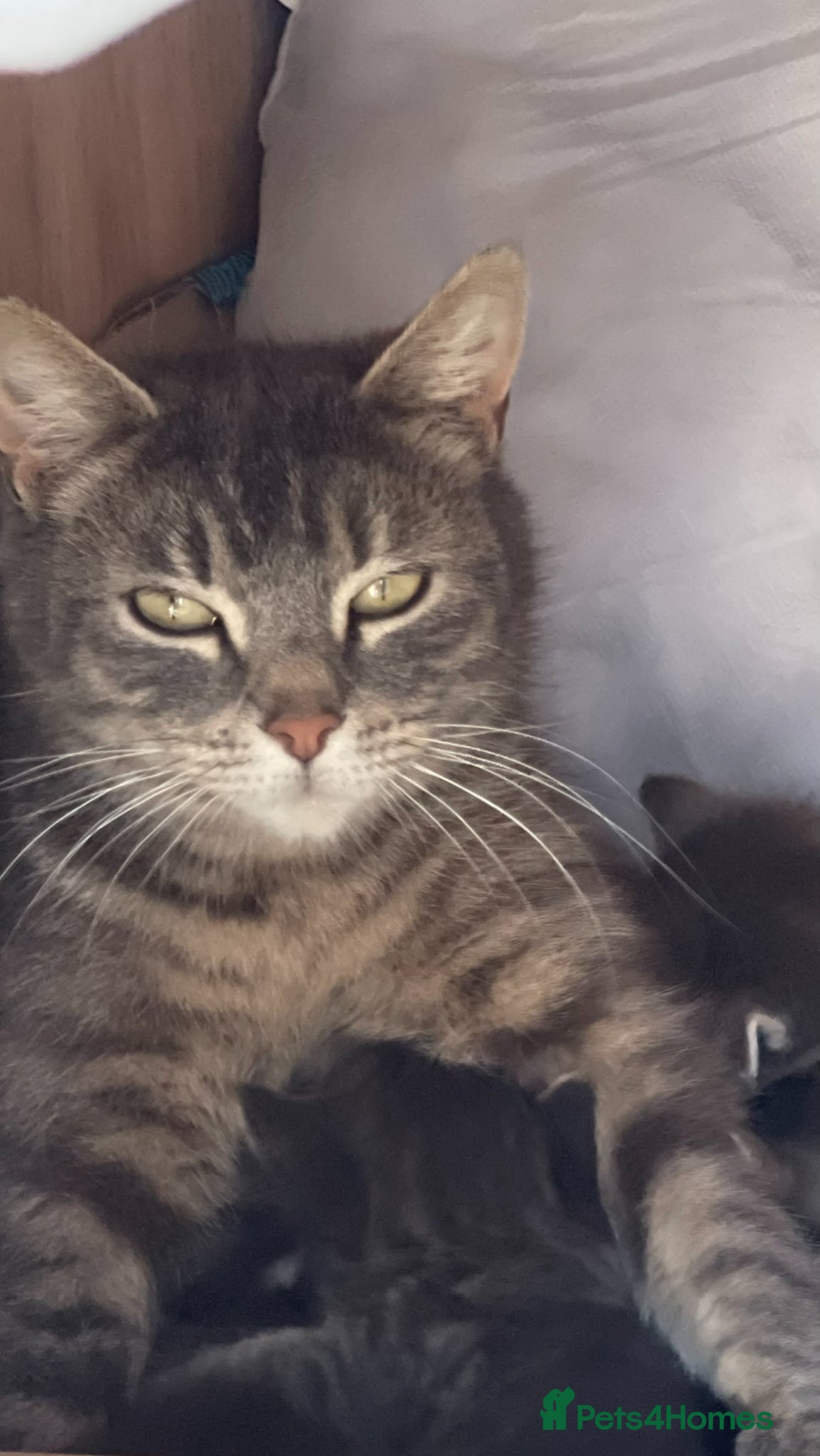 Mixed Breed cats Five adorable kittens available–2 boys and 3 girls - Advert 4