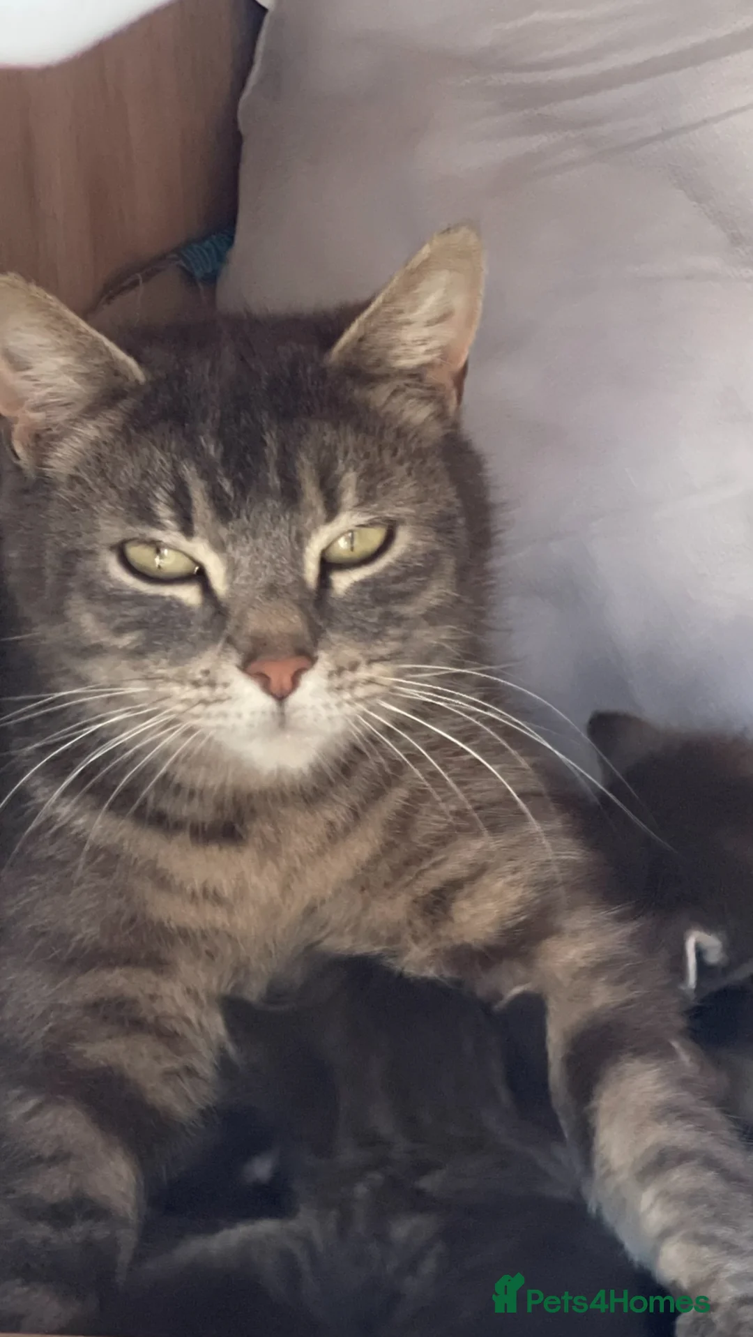 Mixed Breed cats for sale: Five adorable kittens available–2 boys and 3 girls - Advert 1