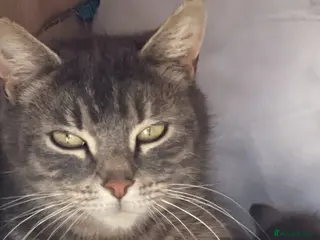 Mixed Breed cats Five adorable kittens available–2 boys and 3 girls - Advert 5