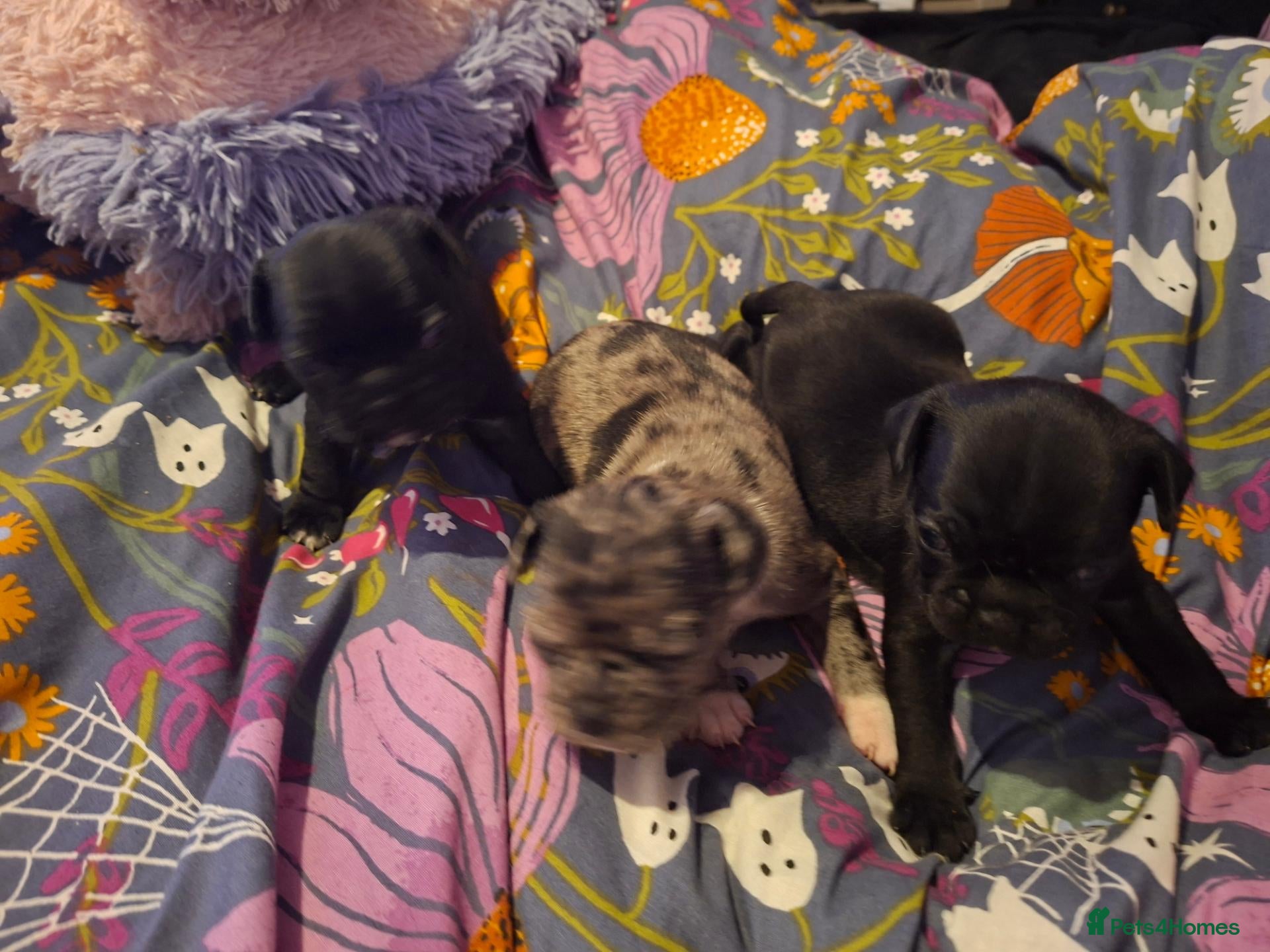 Frug dogs Frug puppies for sale. - Advert 1