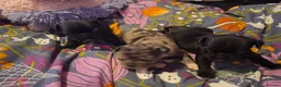 Frug dogs for sale: Frug puppies for sale. - Advert 1