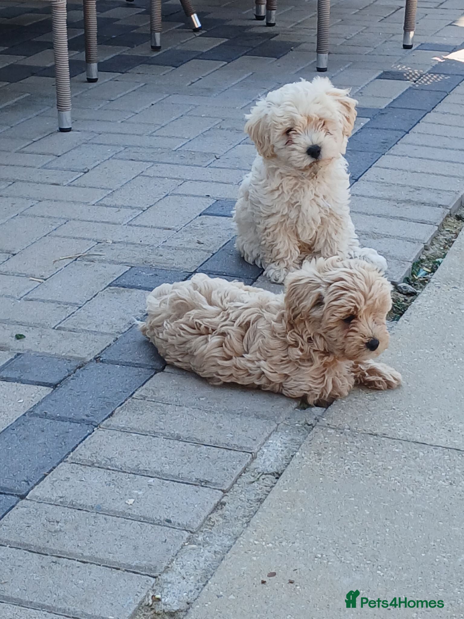 Maltipoo dogs Maltipoo puppies - Advert 2