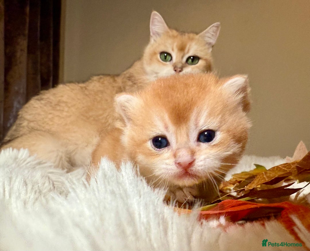 British Shorthair cats for sale: ⭐️Golden and Blue Golden Chinchilla kittens⭐️ - Image 14