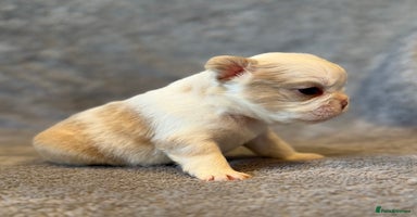 French Bulldog dogs - Advert 13