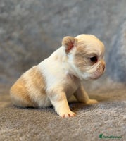 French Bulldog dogs - Advert 13