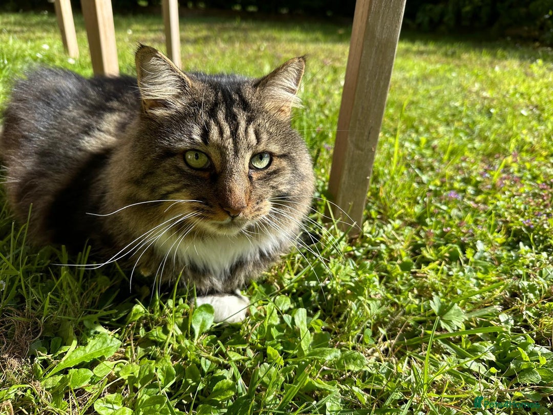 British Longhair cats for sale: Incredibly Beautiful British Longhair Male Cat - Advert 5
