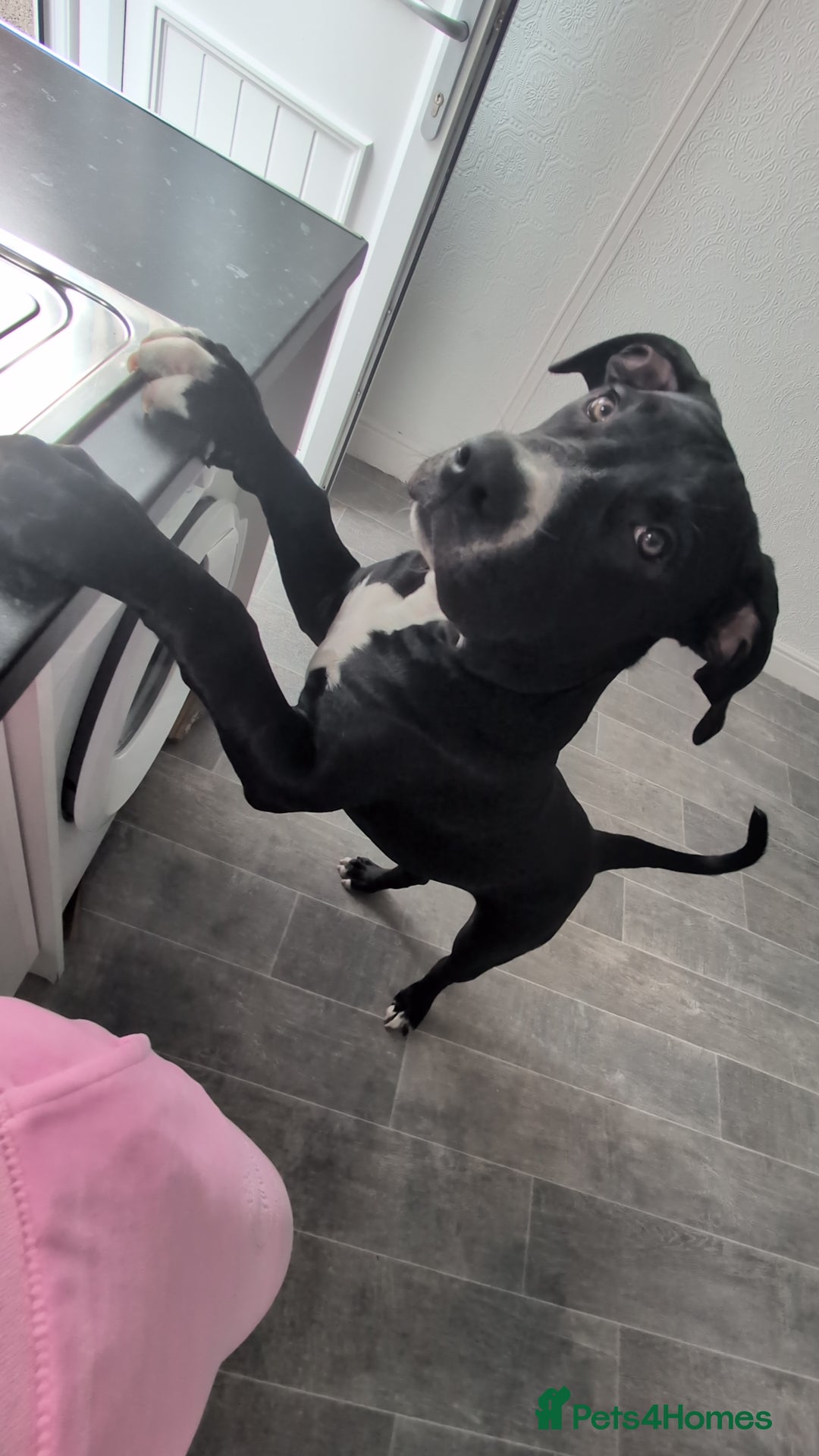 Presa Canario dogs for sale: Presa canario 5 half month old pup - Image 6