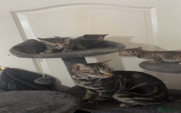 Mixed Breed cats for sale: 4 little kittens - Image 5