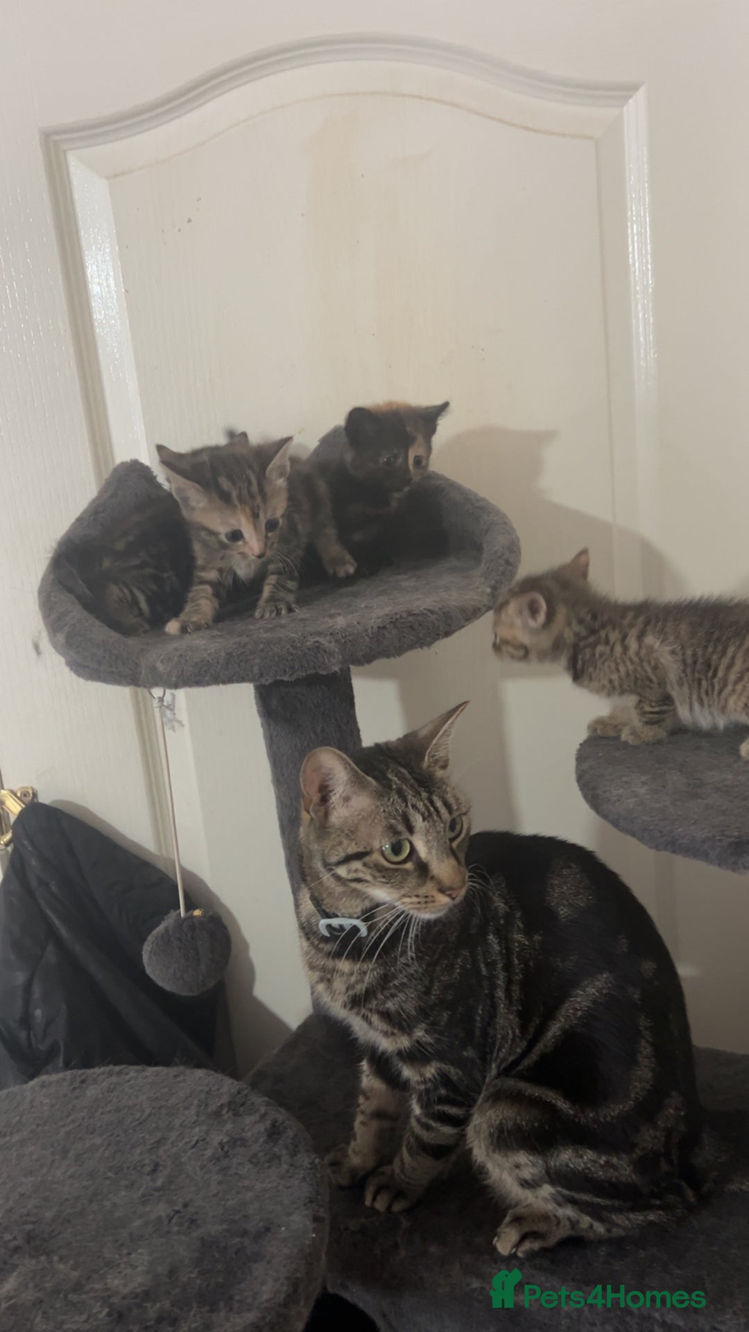 Mixed Breed cats for sale: 4 little kittens - Image 5
