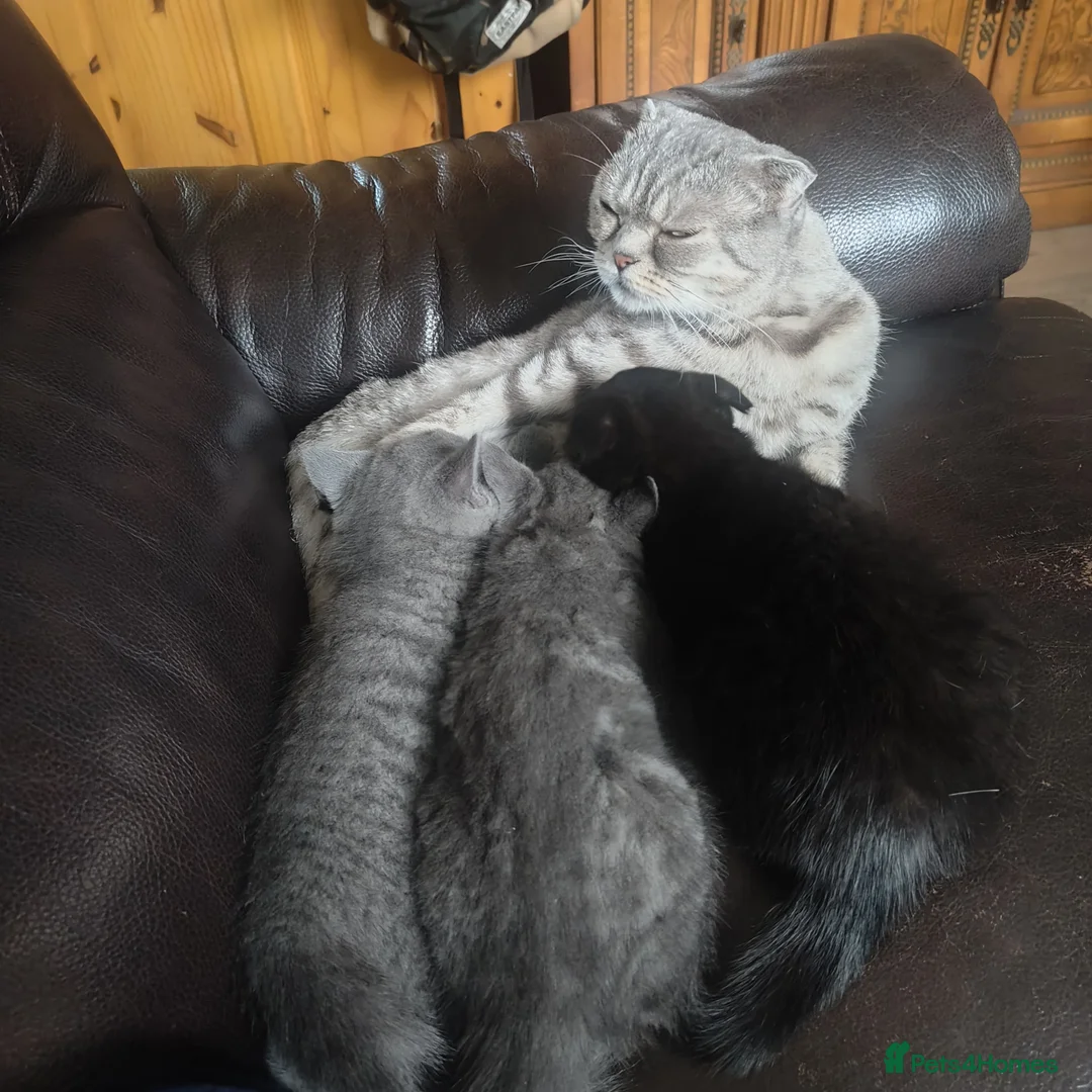 Scottish Fold cats for sale: 3 beautiful kittens - Advert 1