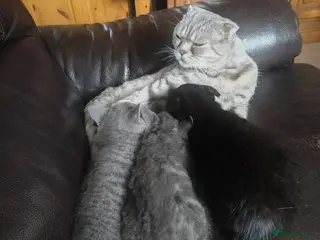 Scottish Fold cats 3 beautiful kittens - Advert 1