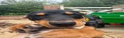 Australian Kelpie dogs for sale: Kelpie Pup in Louth - Advert 6