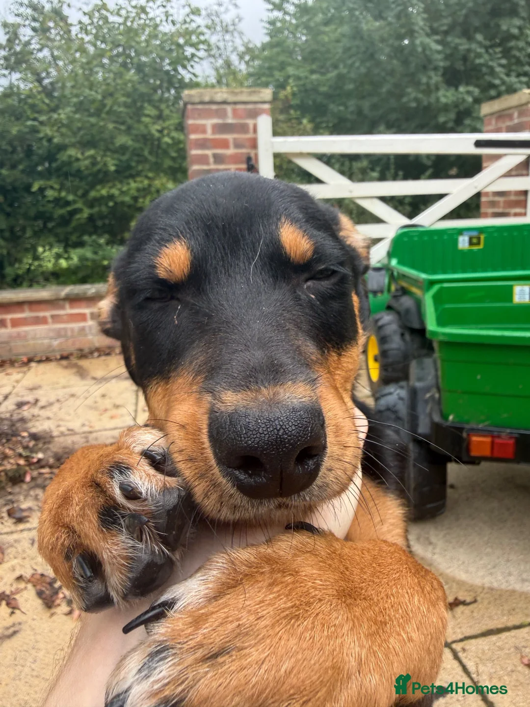 Australian Kelpie dogs for sale: Kelpie Pup in Louth - Advert 6