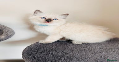 Ragdoll cats - Advert 6