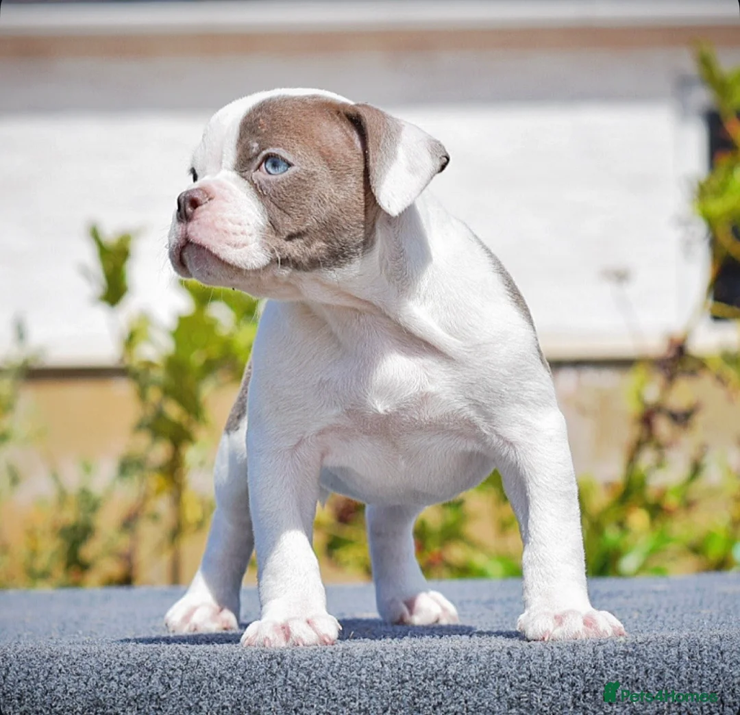 Old Tyme Bulldog dogs for sale: 23 years 5⭐️licensed Registered Breeder.  - Advert 1