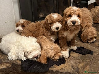 Australian Labradoodle dogs Australian Labradoodles for Sale - Advert 1