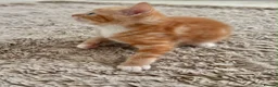Mixed Breed cats for sale: 5 beautiful kittens for sale 🖤🧡  - Advert 8