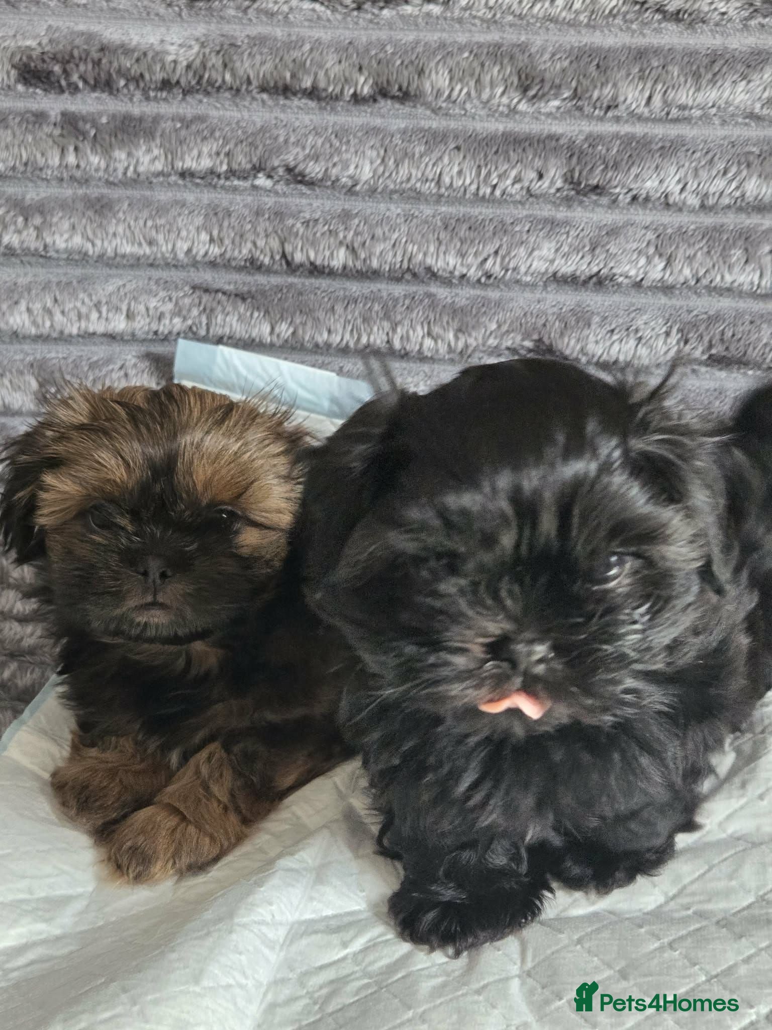 Shih Tzu dogs Beautiful shih tzu - Advert 6
