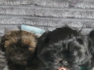 Shih Tzu dogs Beautiful shih tzu - Advert 6