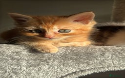 Persian cats for sale: mixed bombay and persian kittens  - Image 28
