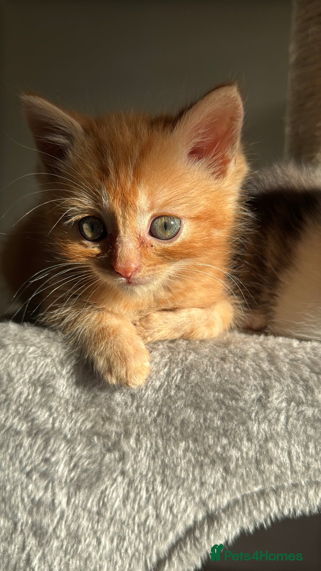 Persian cats for sale: mixed bombay and persian kittens  - Image 28