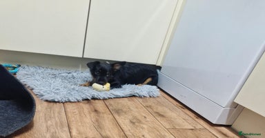 Mixed Breed dogs - Advert 11