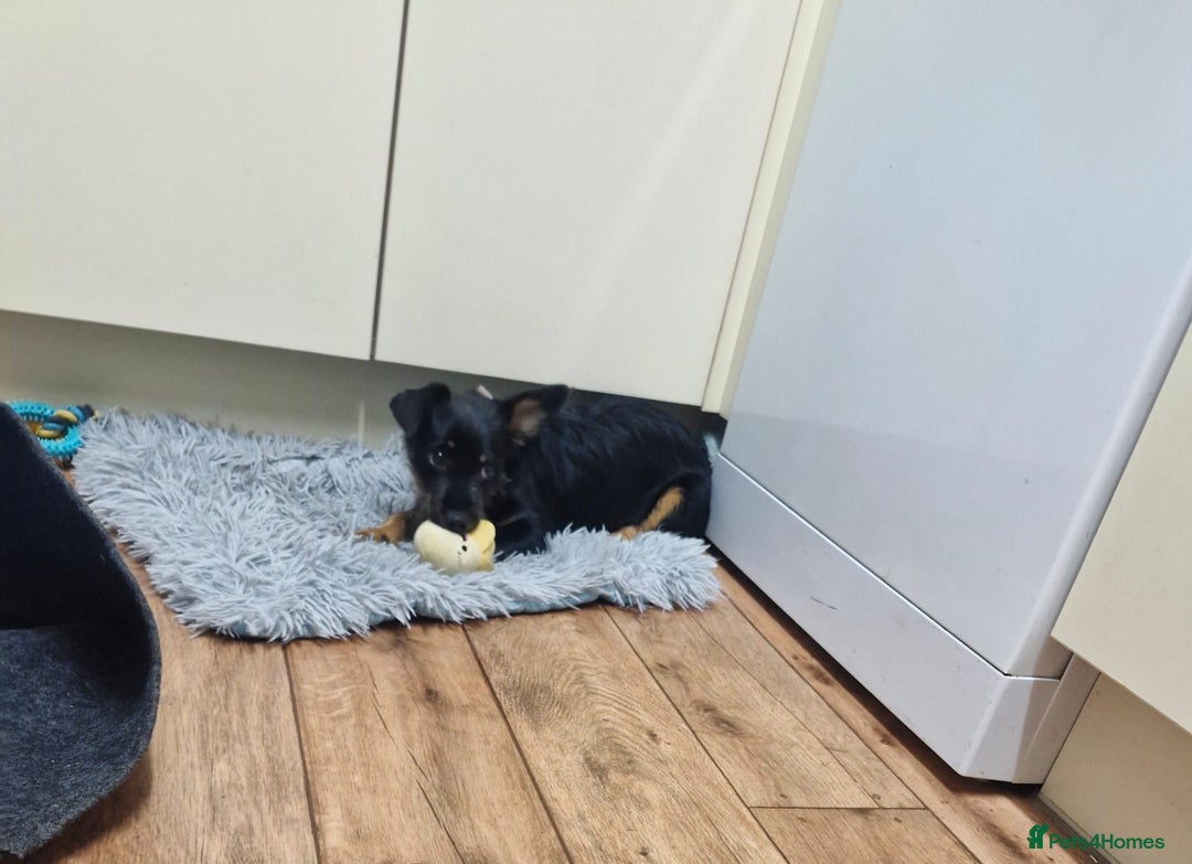 Mixed Breed dogs for sale: Dottie  - Image 3