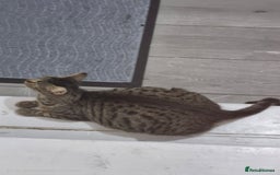 Mixed Breed cats for sale: BEAUTIFUL Kittens Looking forever home - Image 12