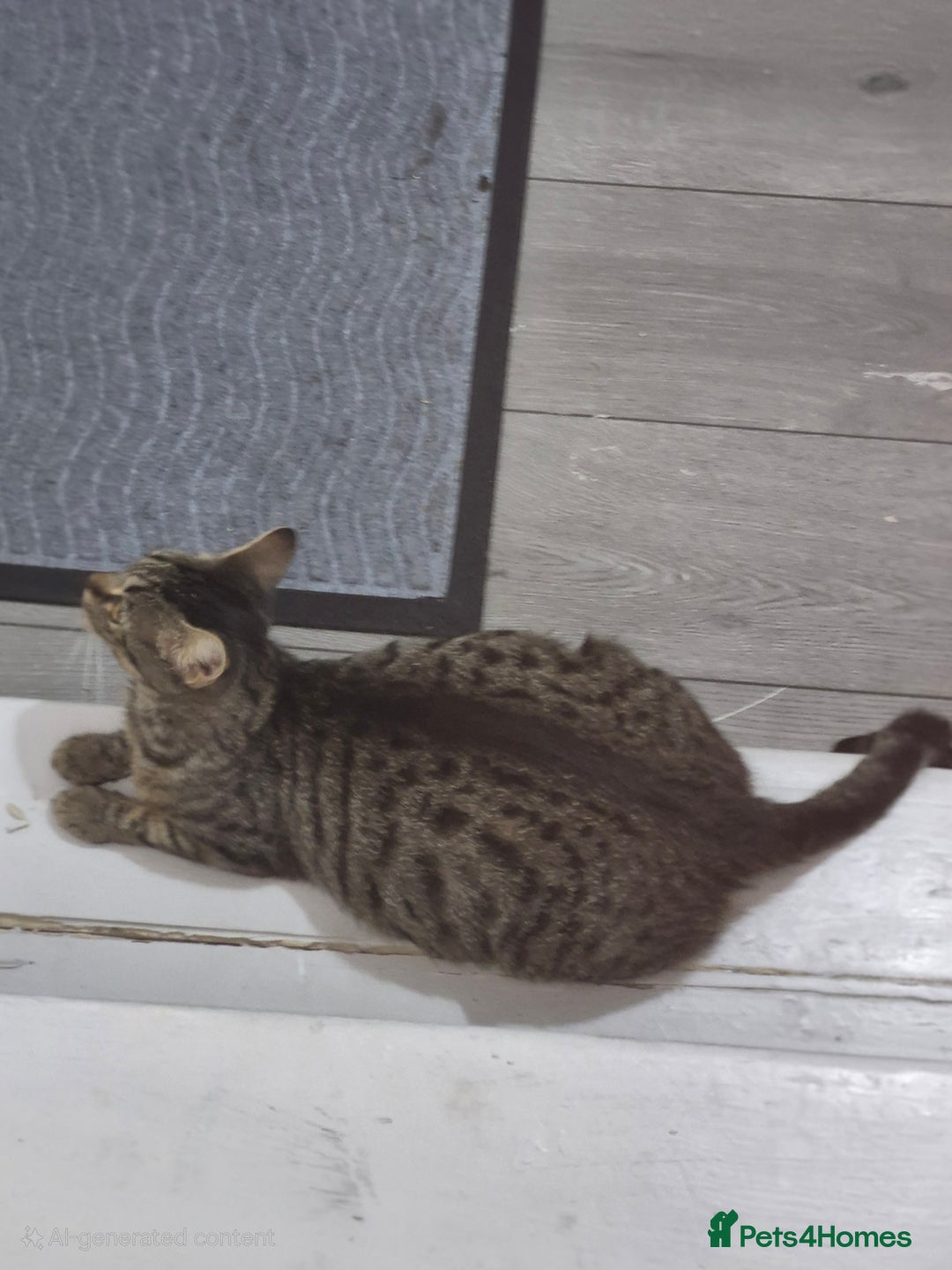 Mixed Breed cats for sale: BEAUTIFUL Kittens Looking forever home - Image 12