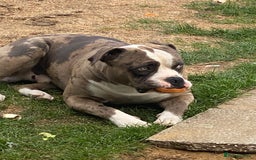 American Bulldog dogs for sale: Looking to rehome our family pet - Image 5